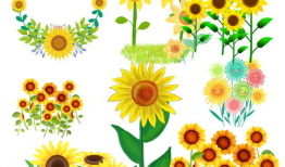 向日葵动漫,阳光照耀下的青春梦想之旅